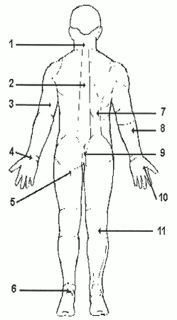 Back of body